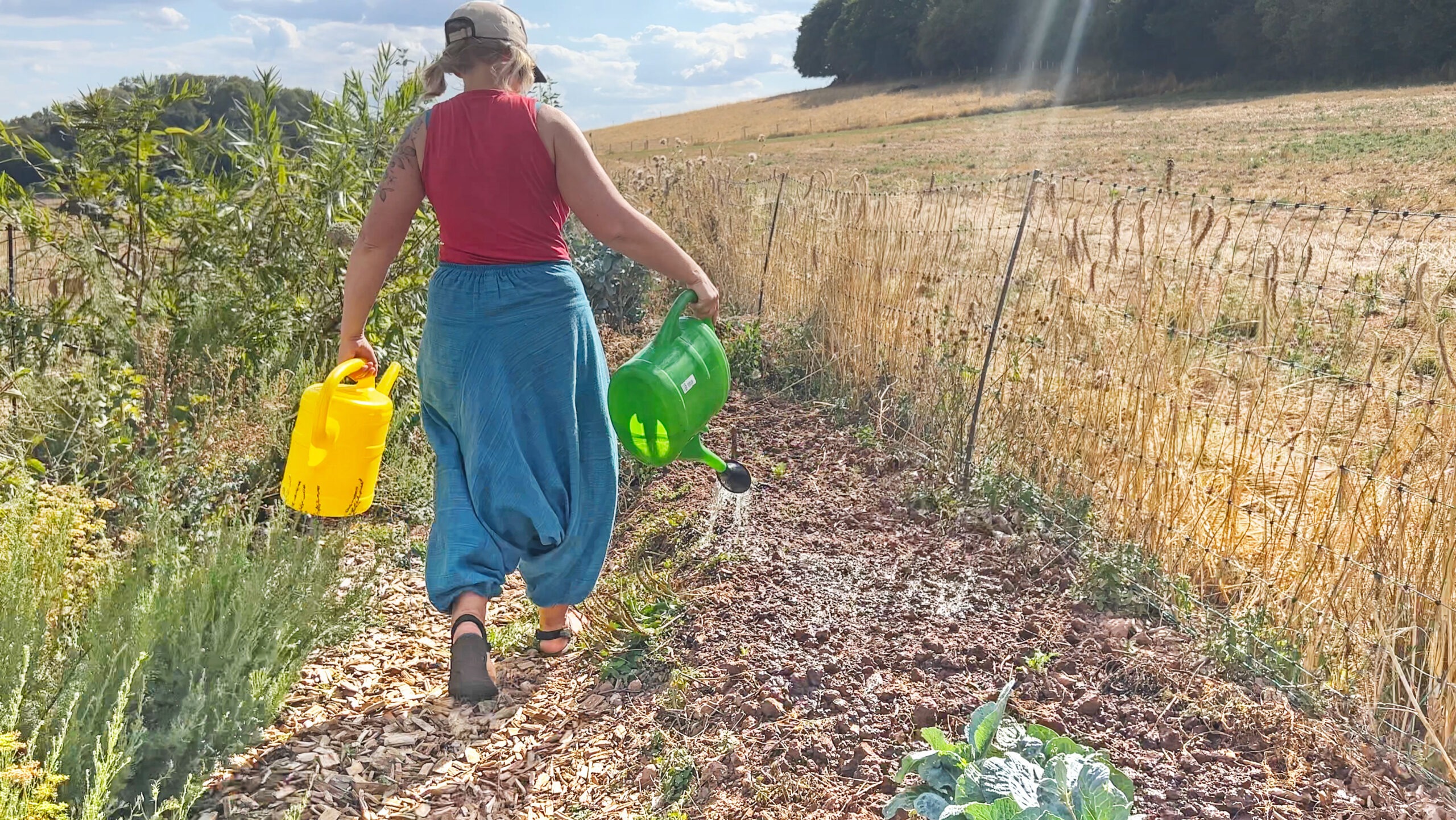 Aukse gießt mit zwei Kannen